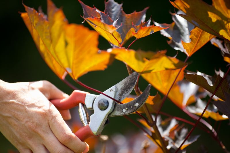 Maple Tree Pruning in San Jose, CA