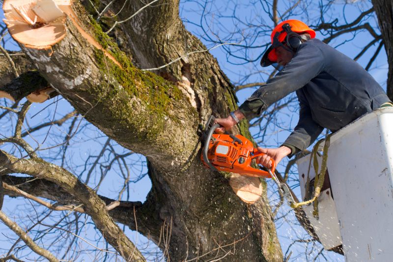 Maple Tree Removal in Aiken, SC