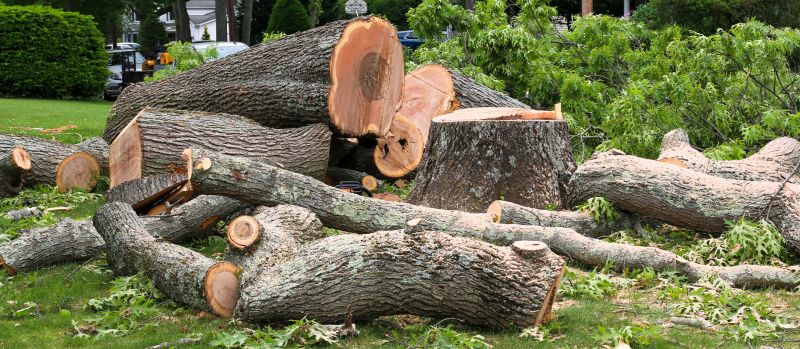Mimosa Tree Removal in Allentown, PA