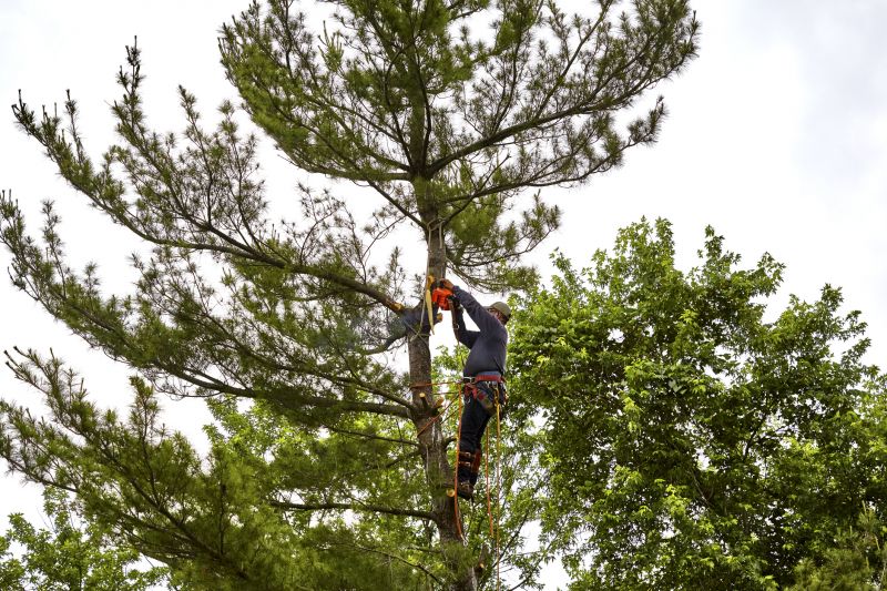 Palm Tree Removal in Allentown, PA