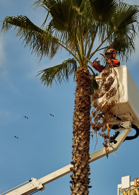 Palm Tree Trimming in Allentown, PA