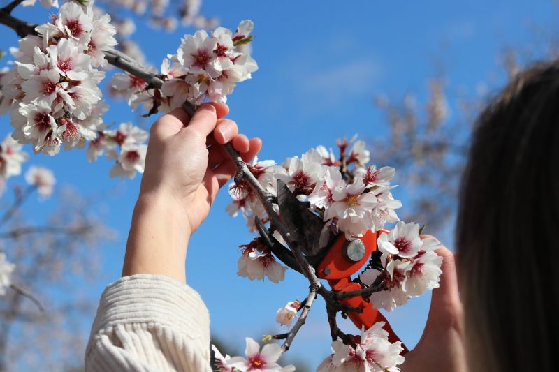 Peach Tree Pruning in Allentown, PA