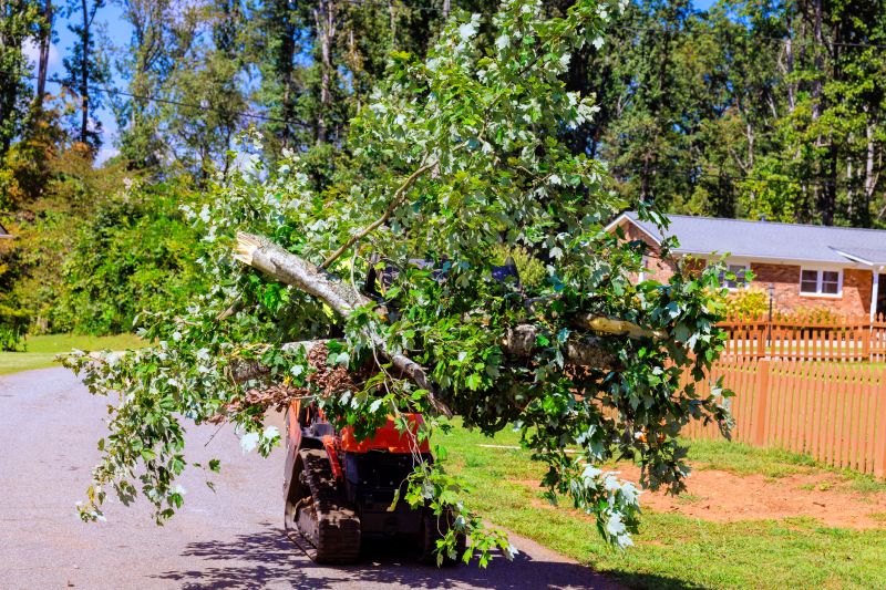 Residential Tree Service in Aiken, SC