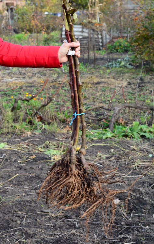 Shrubs Removal in Rockwall, TX