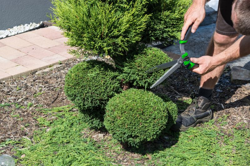 Shrubs Removal in Aiken, SC