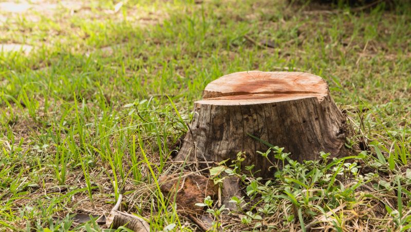 Stump Cutting in Calvert County, MD