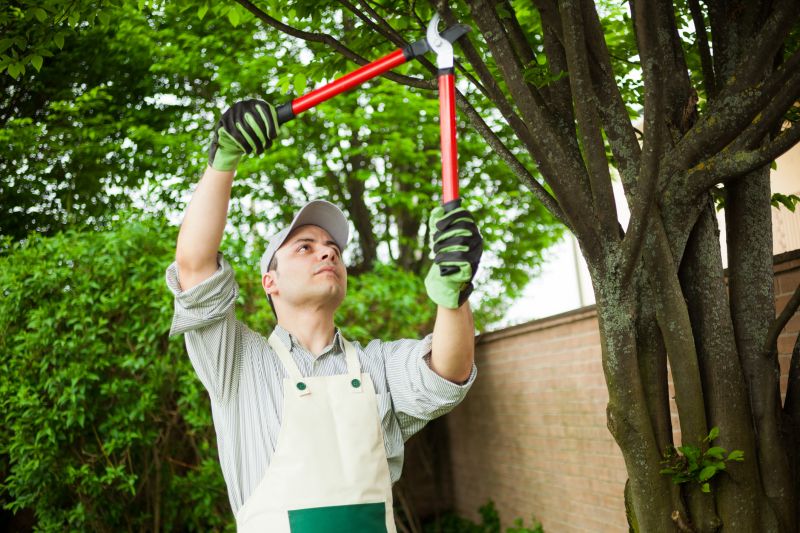 Tree Branch Cutting in San Jose, CA