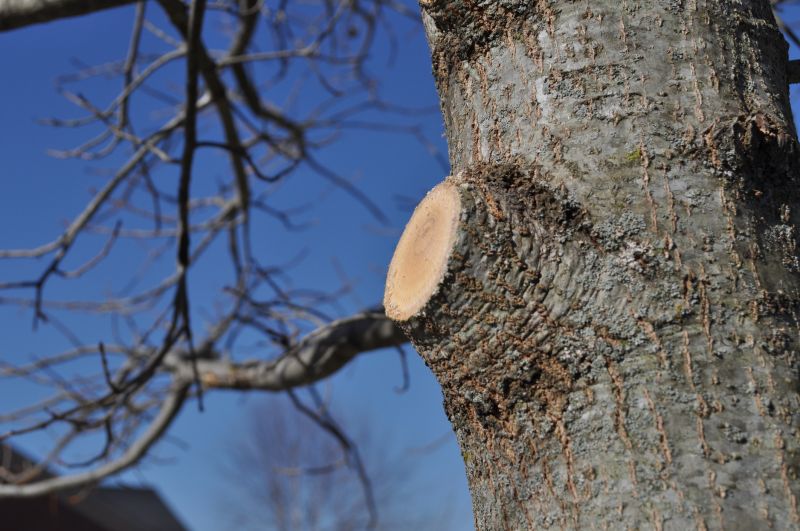 Tree Branch Cutting in San Jose, CA