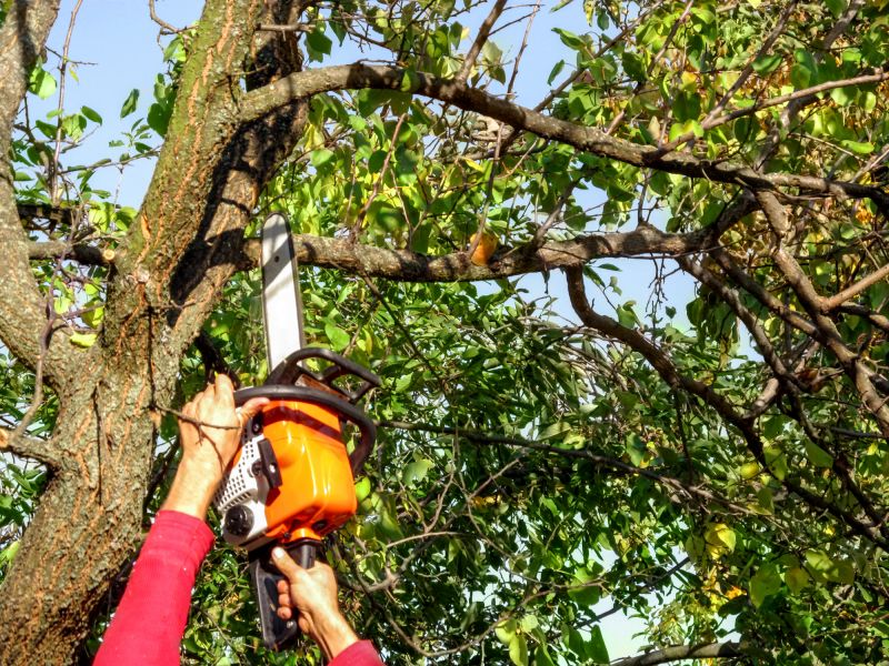 Tree Branch Cutting in Reno, NV