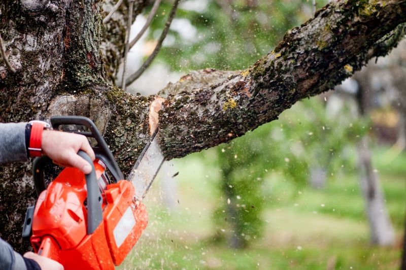Tree Limbs Removal in San Jose, CA