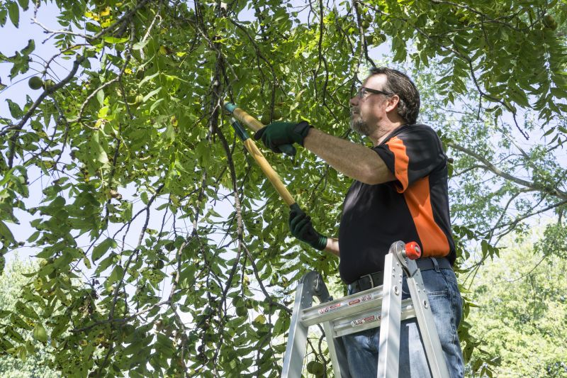 Tree Lopping Service in Pottstown, PA