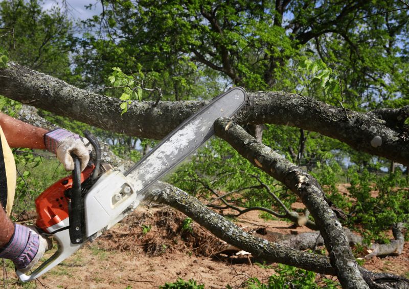 Tree Service in Reno, NV