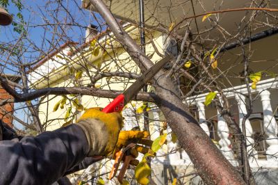 Tree Shearing in Doylestown, PA