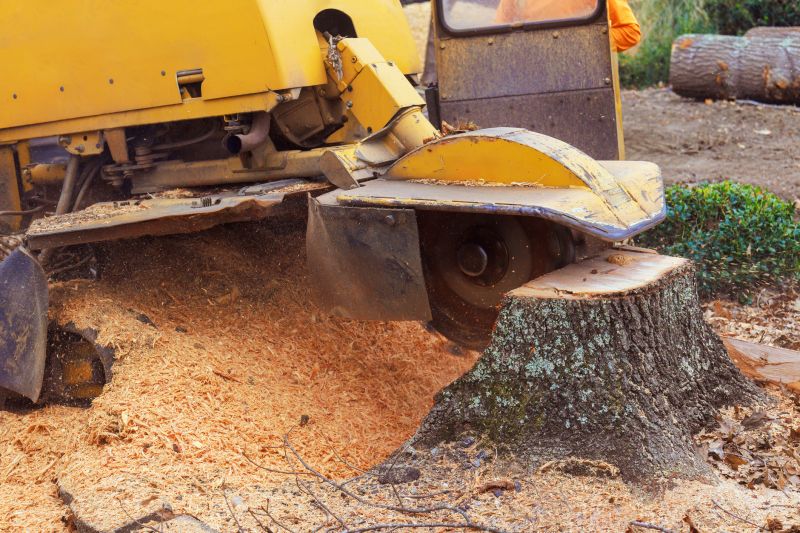 Tree Stump Removal in Aiken, SC