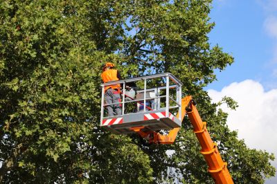 Specialized Equipment for Large Trees