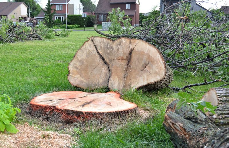 Willow Tree Removal in Bucks County, PA