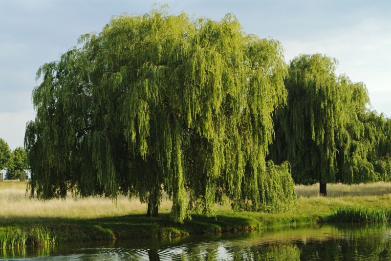 Willow Tree Removal in Reno, NV